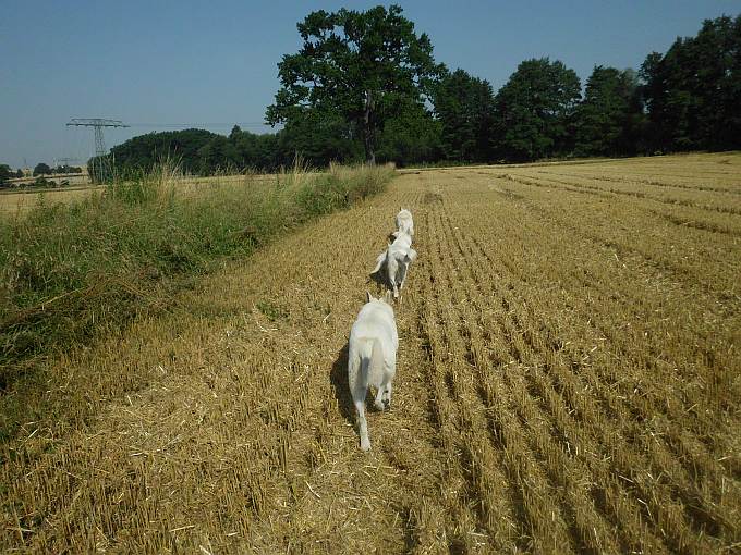 Kenny spurt den Weg